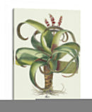Besler Aloe - Basilius Besler | Cuadro decorativo de Canvas Lab
