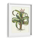 Besler Aloe - Basilius Besler | Cuadro decorativo de Canvas Lab