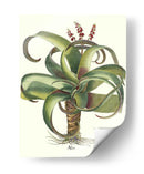 Besler Aloe - Basilius Besler | Cuadro decorativo de Canvas Lab