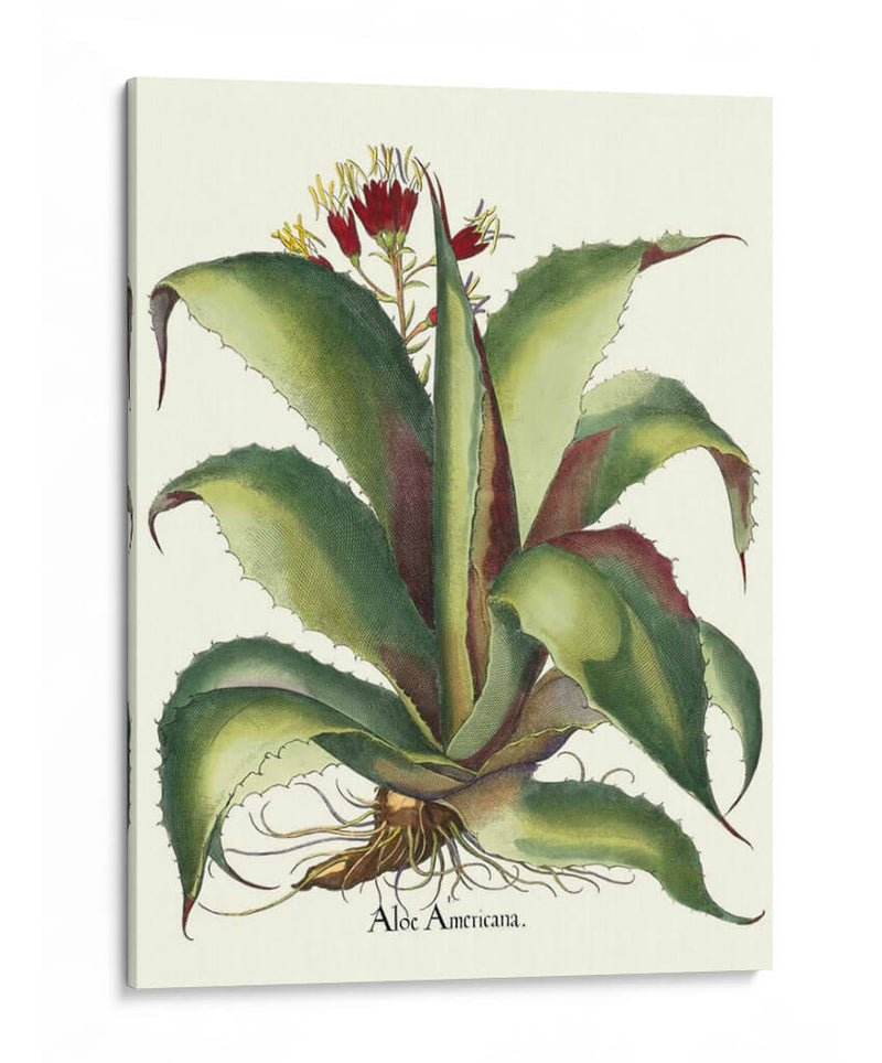 Besler Aloe Americana - Basilius Besler | Cuadro decorativo de Canvas Lab