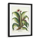 Besler Aloe Americana - Basilius Besler | Cuadro decorativo de Canvas Lab