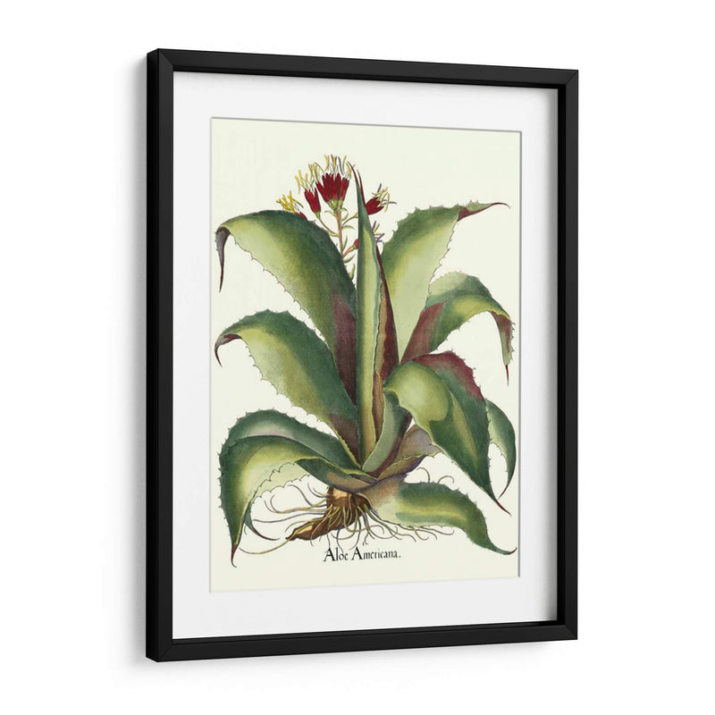 Besler Aloe Americana - Basilius Besler | Cuadro decorativo de Canvas Lab