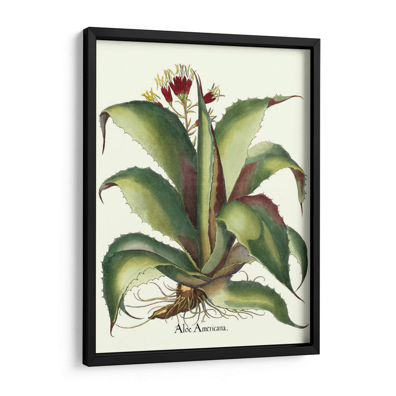 Besler Aloe Americana - Basilius Besler | Cuadro decorativo de Canvas Lab