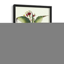 Besler Aloe Americana - Basilius Besler | Cuadro decorativo de Canvas Lab