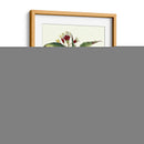 Besler Aloe Americana - Basilius Besler | Cuadro decorativo de Canvas Lab