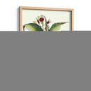 Besler Aloe Americana - Basilius Besler | Cuadro decorativo de Canvas Lab