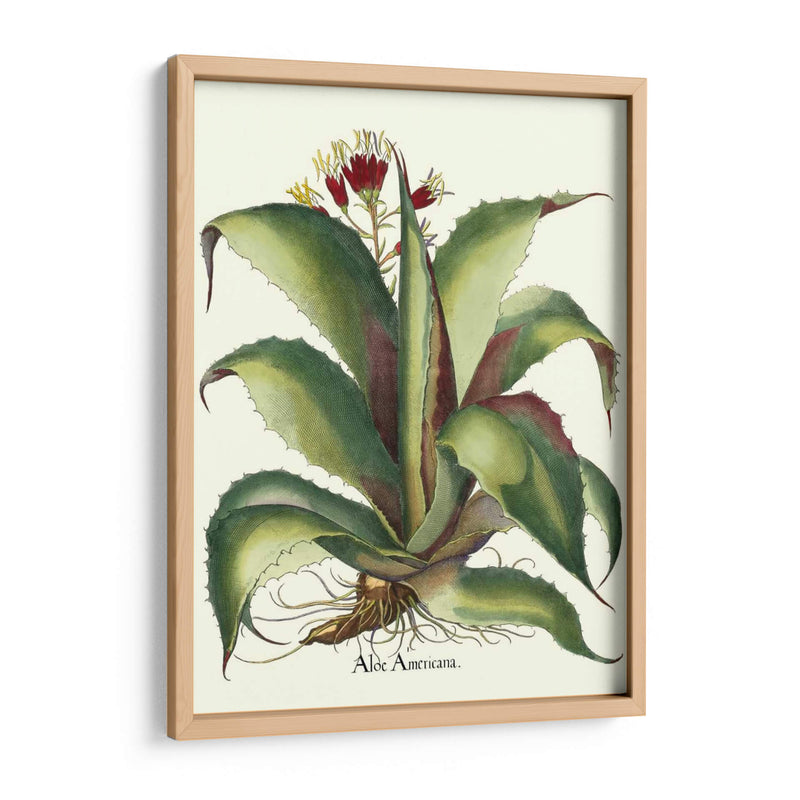 Besler Aloe Americana - Basilius Besler | Cuadro decorativo de Canvas Lab