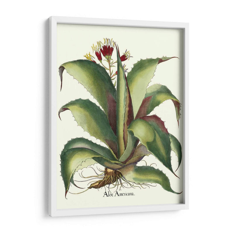 Besler Aloe Americana - Basilius Besler | Cuadro decorativo de Canvas Lab