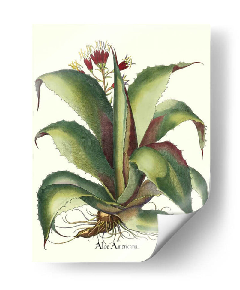 Besler Aloe Americana - Basilius Besler | Cuadro decorativo de Canvas Lab