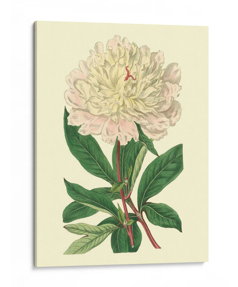 Peony Chino - Edwards | Cuadro decorativo de Canvas Lab