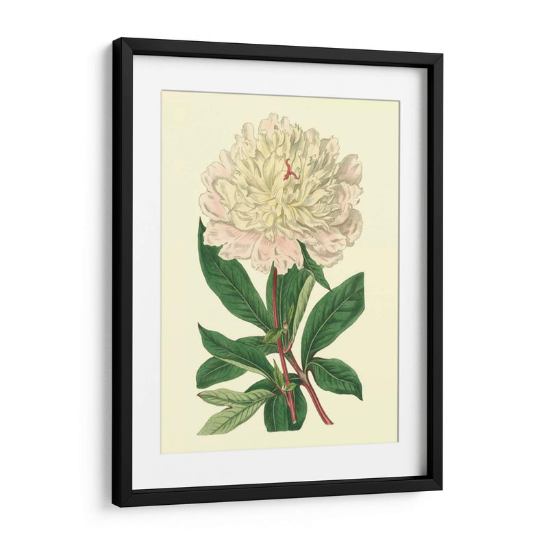 Peony Chino - Edwards | Cuadro decorativo de Canvas Lab