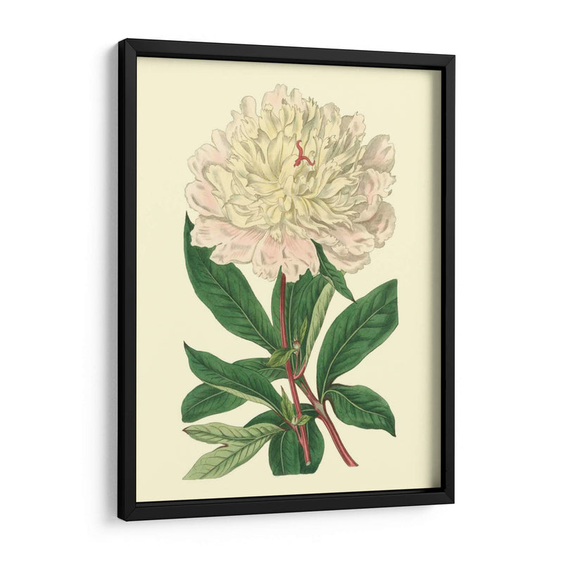 Peony Chino - Edwards | Cuadro decorativo de Canvas Lab