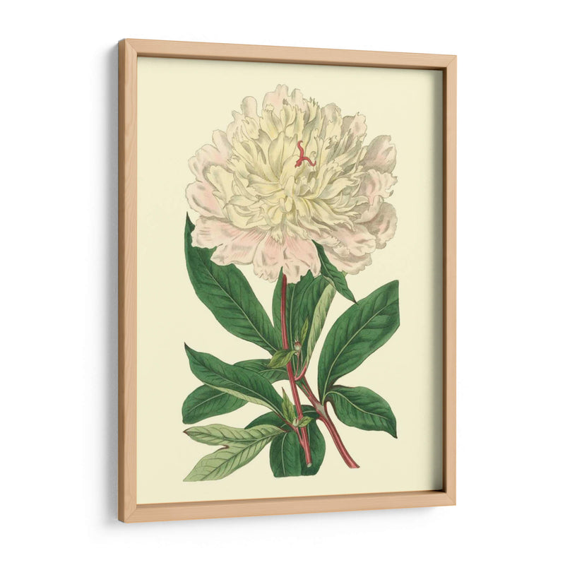 Peony Chino - Edwards | Cuadro decorativo de Canvas Lab