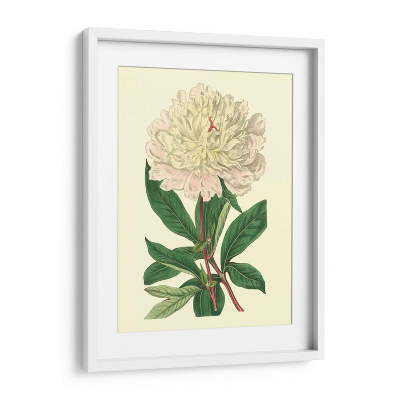 Peony Chino - Edwards | Cuadro decorativo de Canvas Lab