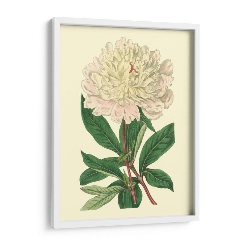 Peony Chino - Edwards | Cuadro decorativo de Canvas Lab