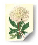 Peony Chino - Edwards | Cuadro decorativo de Canvas Lab