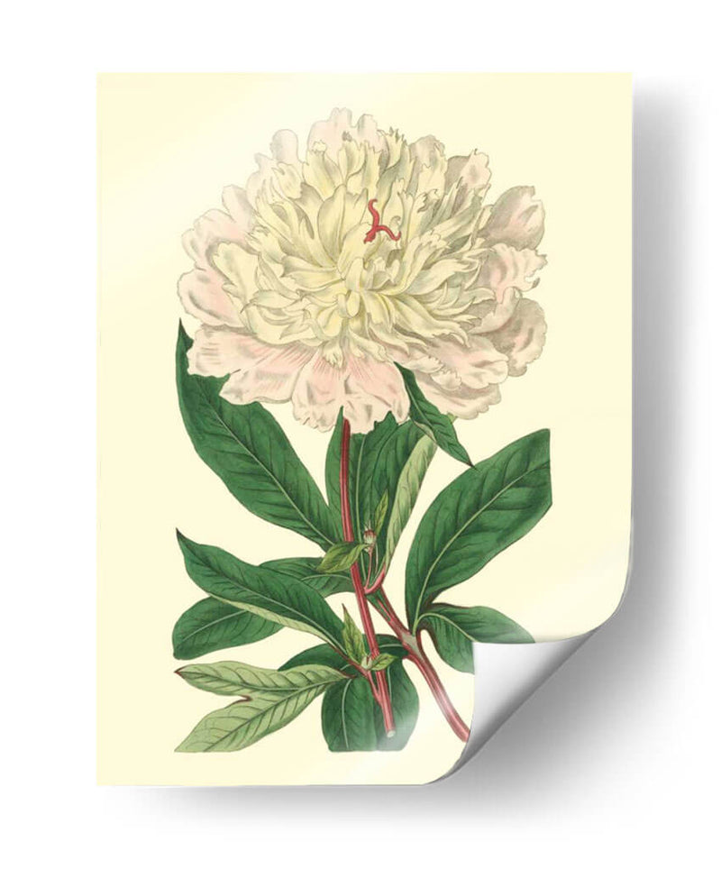 Peony Chino - Edwards | Cuadro decorativo de Canvas Lab