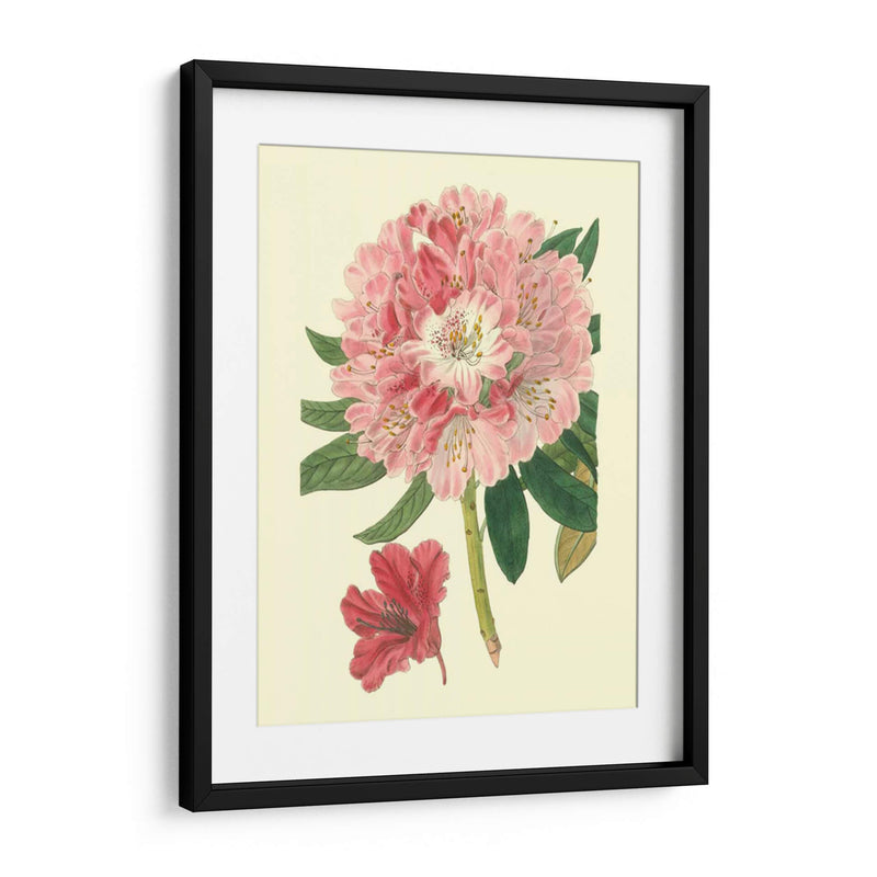 Rododendro Rosado - Edwards | Cuadro decorativo de Canvas Lab