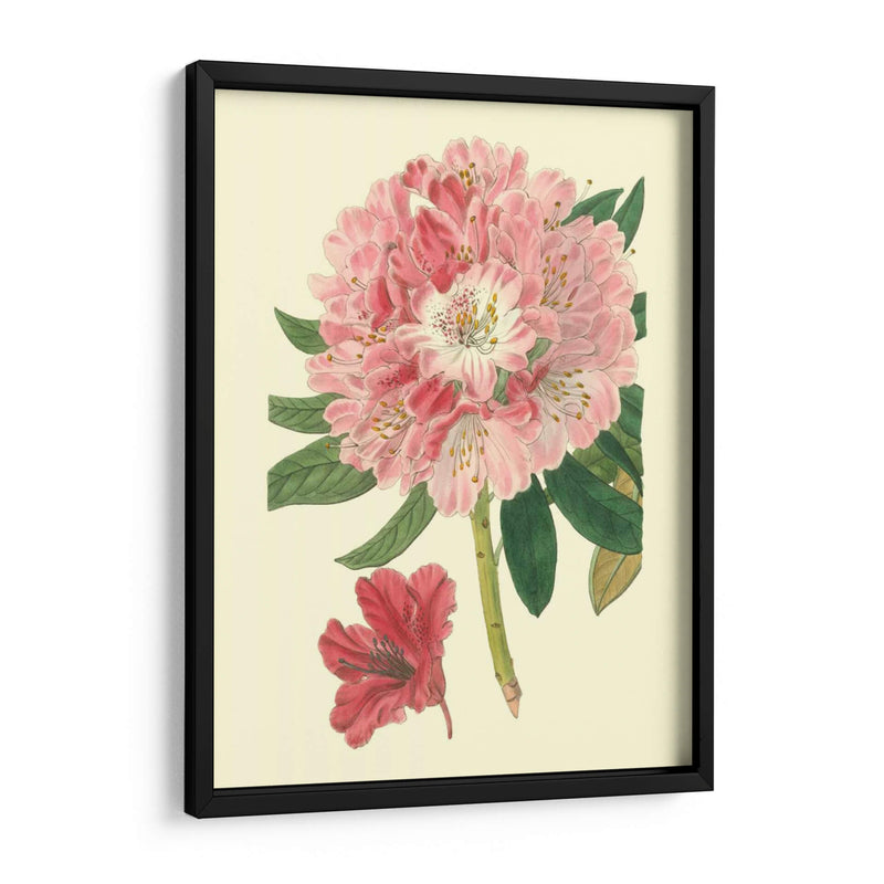 Rododendro Rosado - Edwards | Cuadro decorativo de Canvas Lab