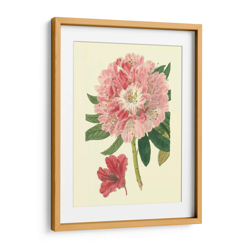 Rododendro Rosado - Edwards | Cuadro decorativo de Canvas Lab