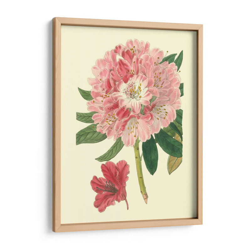 Rododendro Rosado - Edwards | Cuadro decorativo de Canvas Lab