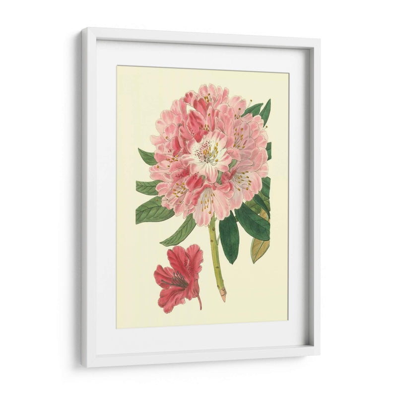 Rododendro Rosado - Edwards | Cuadro decorativo de Canvas Lab