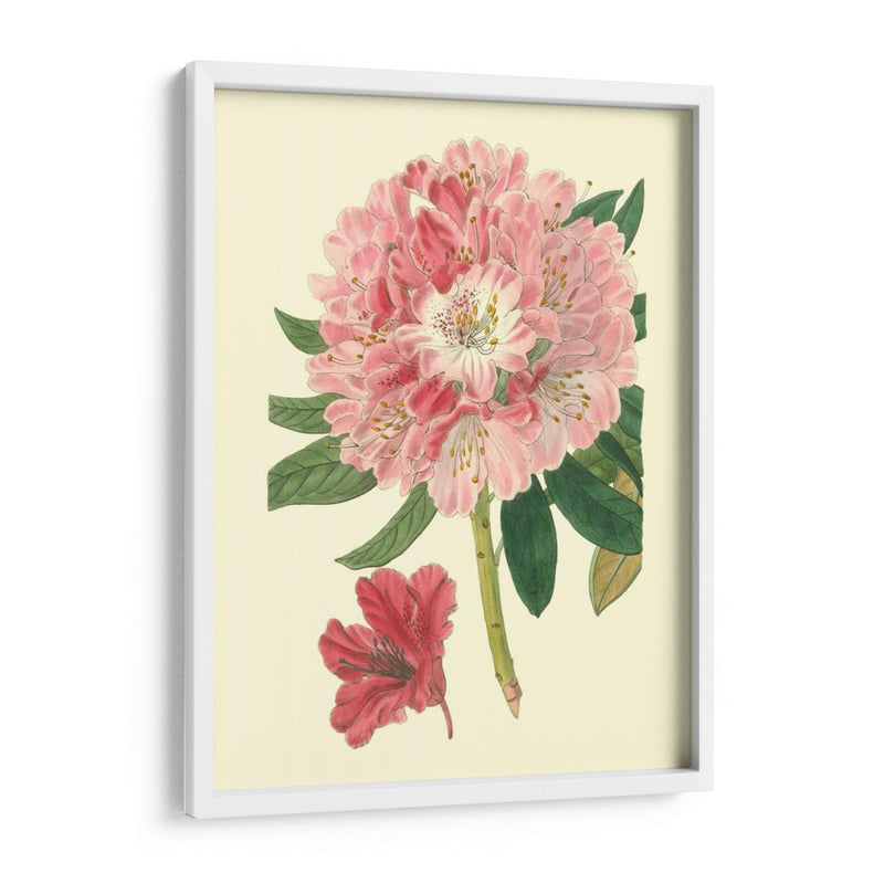 Rododendro Rosado - Edwards | Cuadro decorativo de Canvas Lab