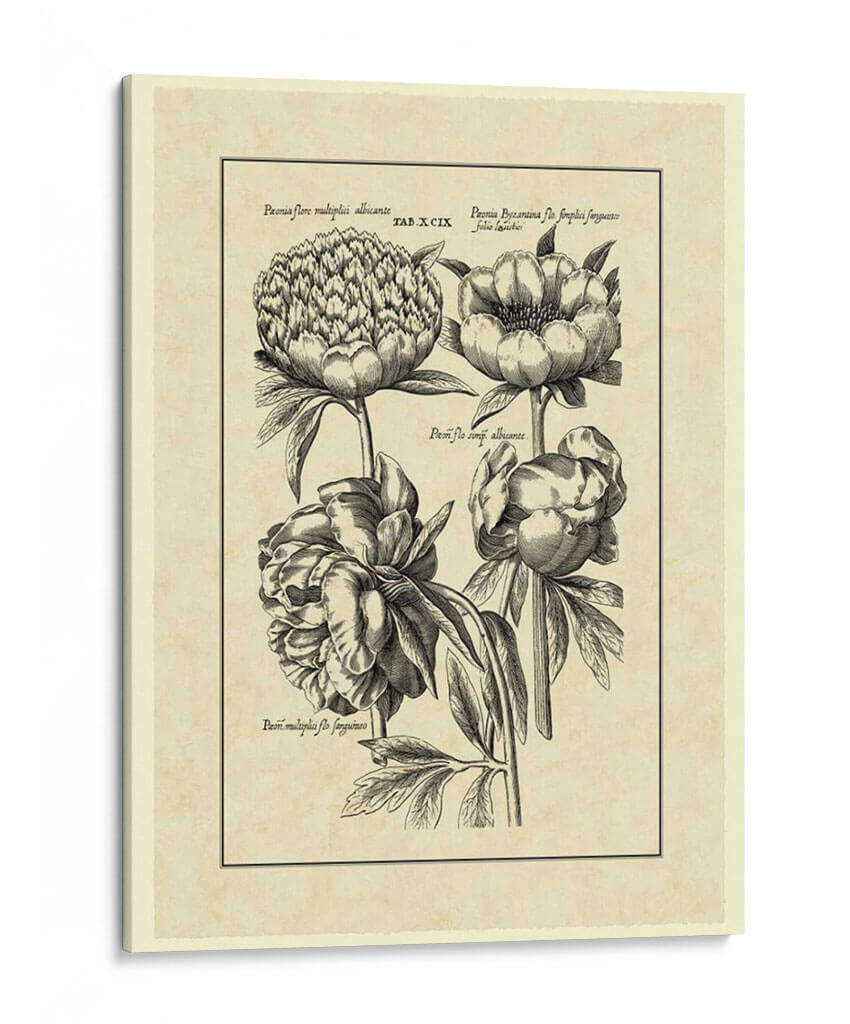 Vintage II Besler - Basilius Besler | Cuadro decorativo de Canvas Lab