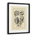 Vintage II Besler - Basilius Besler | Cuadro decorativo de Canvas Lab