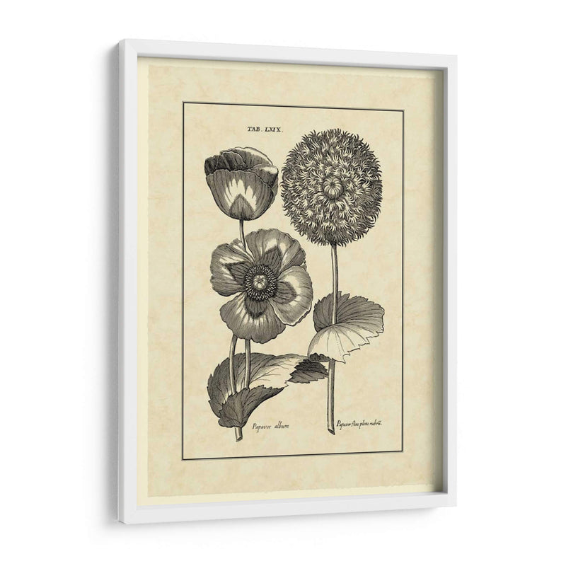 Vintage Besler III - Basilius Besler | Cuadro decorativo de Canvas Lab