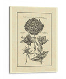 Vintage Besler IV - Basilius Besler | Cuadro decorativo de Canvas Lab