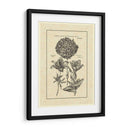 Vintage Besler IV - Basilius Besler | Cuadro decorativo de Canvas Lab