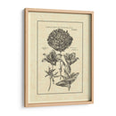 Vintage Besler IV - Basilius Besler | Cuadro decorativo de Canvas Lab