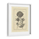 Vintage Besler IV - Basilius Besler | Cuadro decorativo de Canvas Lab