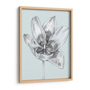 Azul Plateada Tulipanes II - Jennifer Goldberger | Cuadro decorativo de Canvas Lab
