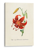 Tiger lily | Cuadro decorativo de Canvas Lab