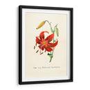 Tiger lily | Cuadro decorativo de Canvas Lab