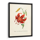 Tiger lily | Cuadro decorativo de Canvas Lab