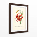 Tiger lily | Cuadro decorativo de Canvas Lab