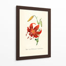 Tiger lily | Cuadro decorativo de Canvas Lab