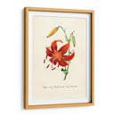 Tiger lily | Cuadro decorativo de Canvas Lab