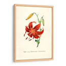 Tiger lily | Cuadro decorativo de Canvas Lab