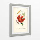 Tiger lily | Cuadro decorativo de Canvas Lab