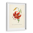 Tiger lily | Cuadro decorativo de Canvas Lab