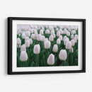 Tulipanes blancos | Cuadro decorativo de Canvas Lab