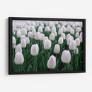 Tulipanes blancos | Cuadro decorativo de Canvas Lab