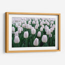Tulipanes blancos | Cuadro decorativo de Canvas Lab