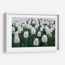 Tulipanes blancos | Cuadro decorativo de Canvas Lab