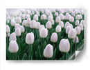 Tulipanes blancos | Cuadro decorativo de Canvas Lab
