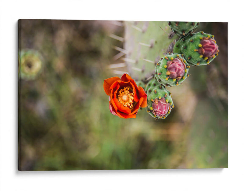 Tunas floreciendo | Cuadro decorativo de Canvas Lab